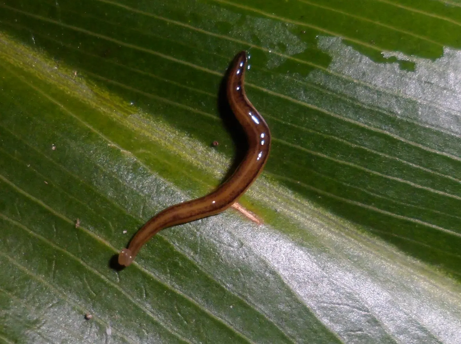 Planarian Flatworms: Masters of Regeneration (Image Credits: Wikimedia)