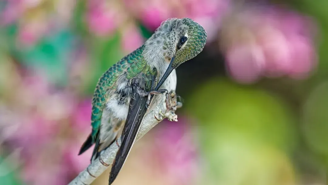 They Spend an Unusual Amount of Time Preening and Wiping Their Bills (Image Credits: Unsplash)