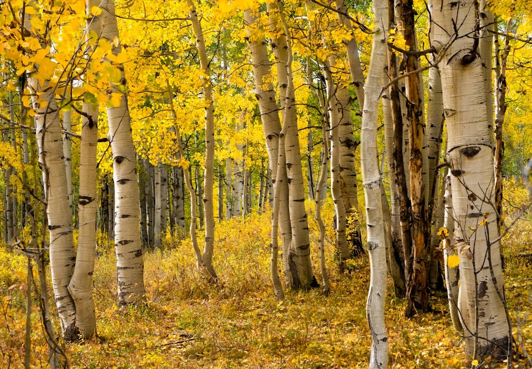 #7 - The Trees That Cheat Death for Thousands of Years (Image Credits: Unsplash)
