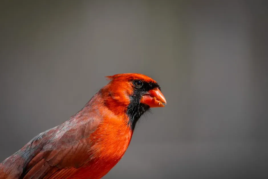 Cardinals Can't Make Red on Their Own (Image Credits: Pexels)