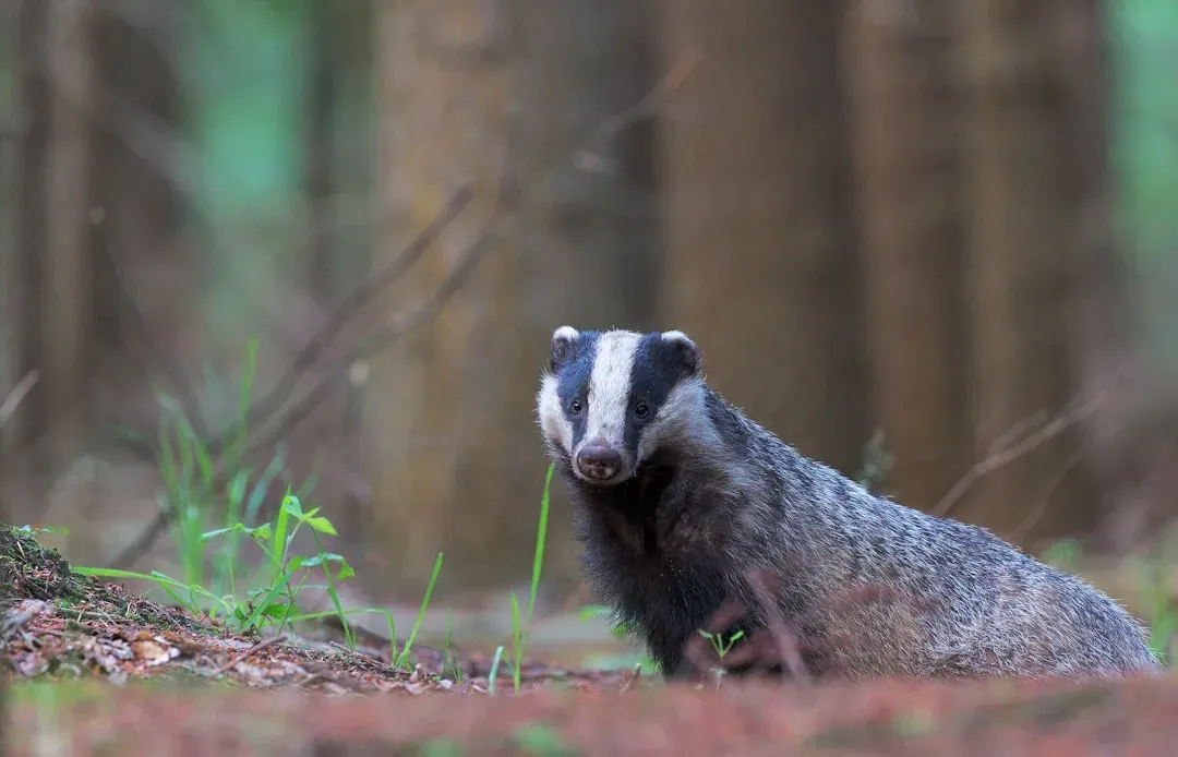 Virgo: The Badger (Image Credits: Unsplash)