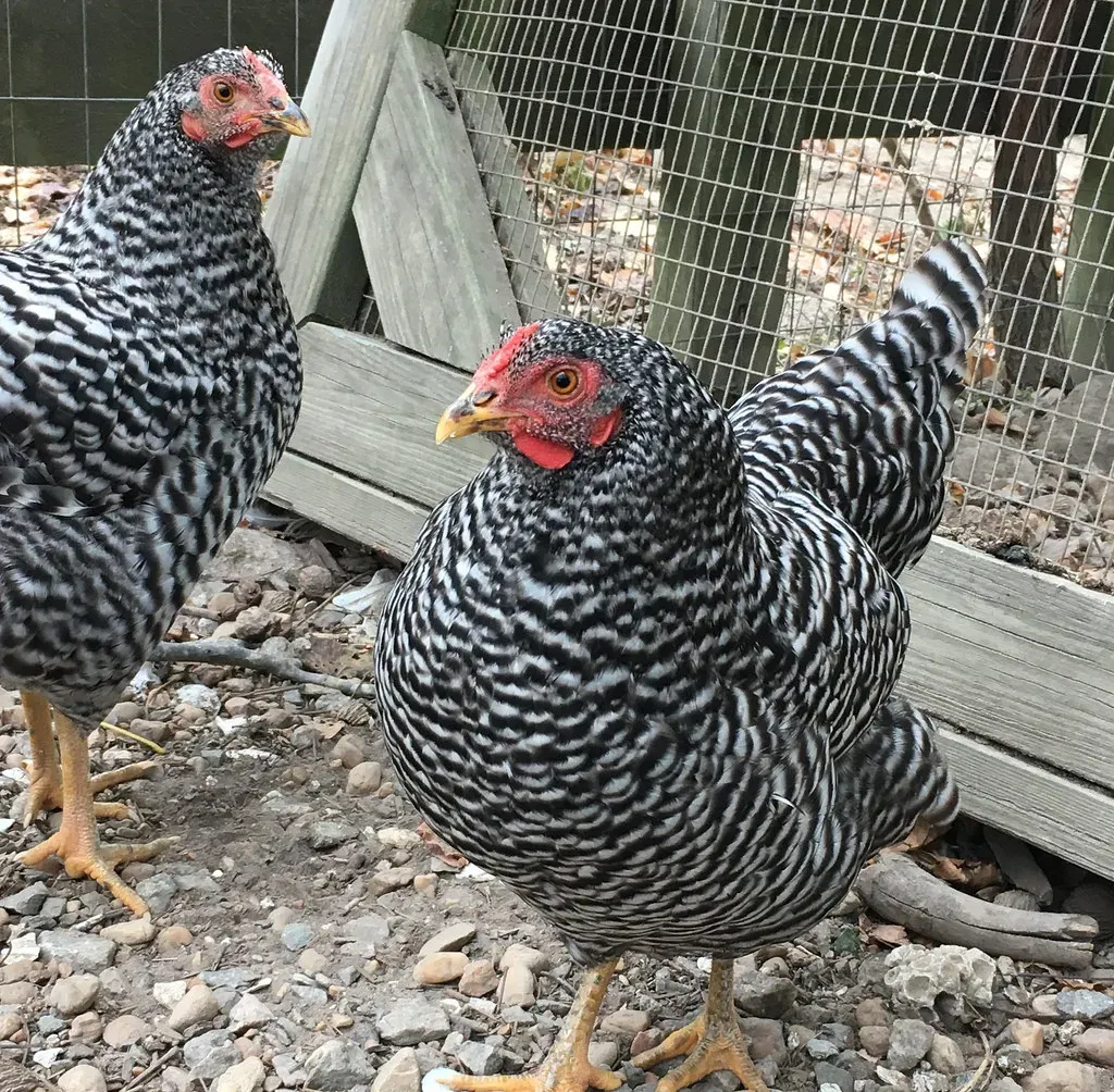 #3. The Dominique: The Oldest American Breed (vastateparksstaff, Flickr, CC BY 2.0)