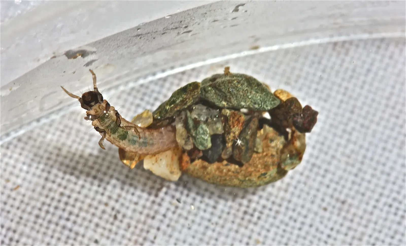 Caddisfly Larvae: Underwater Architects in Portable Homes (Image Credits: Wikimedia)