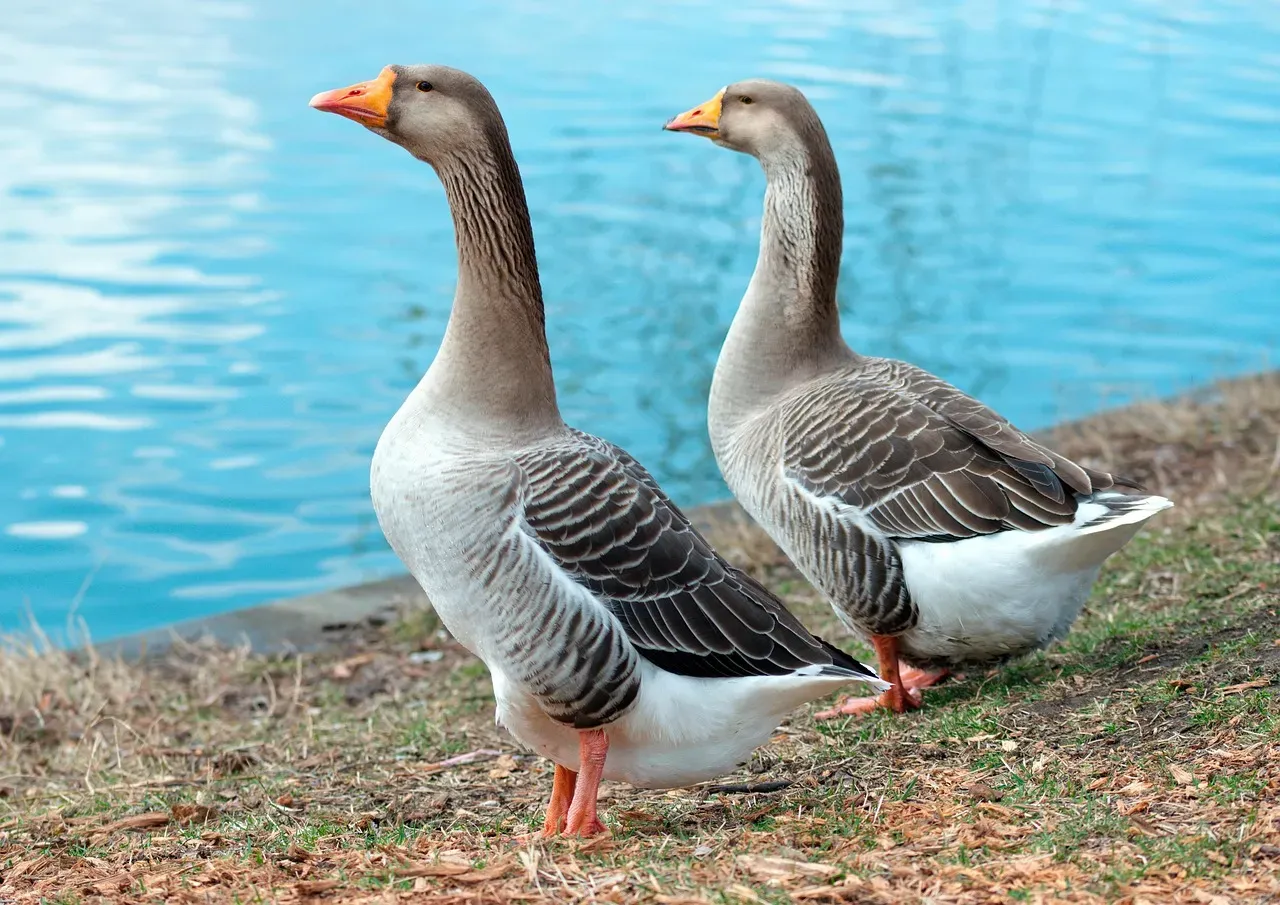 #11: Paired Geese Become More Successful Parents Over Time (Image Credits: Pixabay)