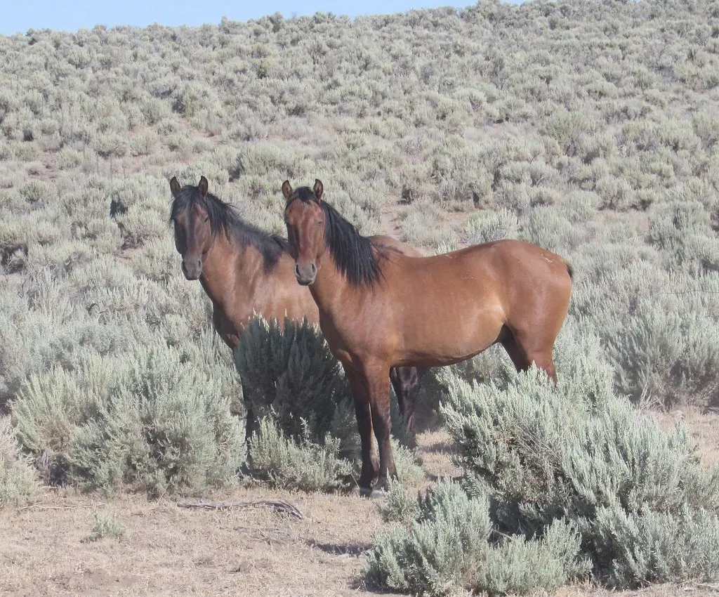 #4 – Mustangs (Image Credits: Flickr)