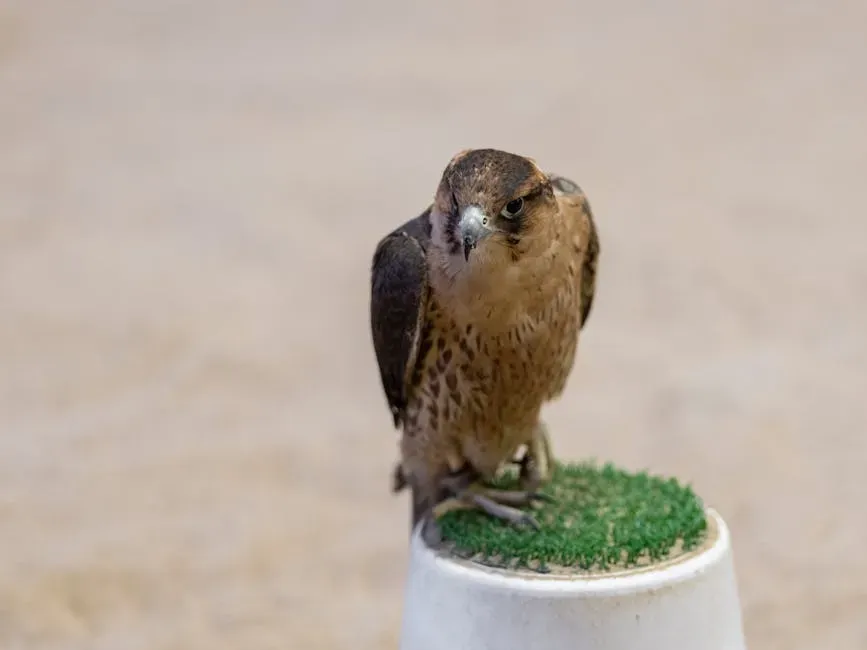 #11: The Shadow Side of the Falcon Spirit (Image Credits: Pexels)