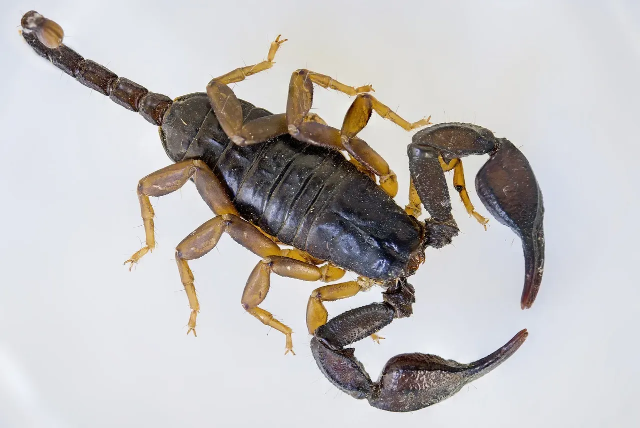 Scorpio and the Scorpion: The Sting That Lives Beneath the Surface (Image Credits: Pixabay)