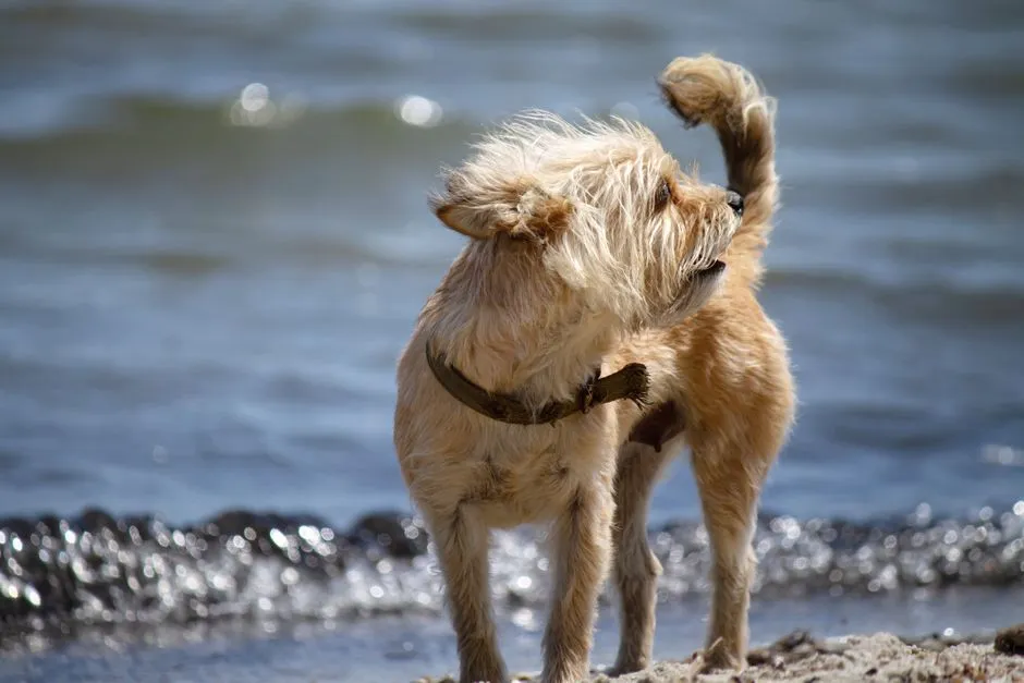 11. Doing a Tiny, Awkward Tail Wag They Seem to Regret (Image Credits: Pexels)