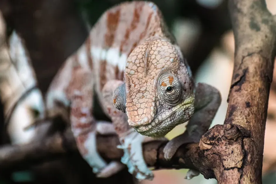 #3. Gemini (May 21 – June 20): The Chameleon (Image Credits: Pexels)