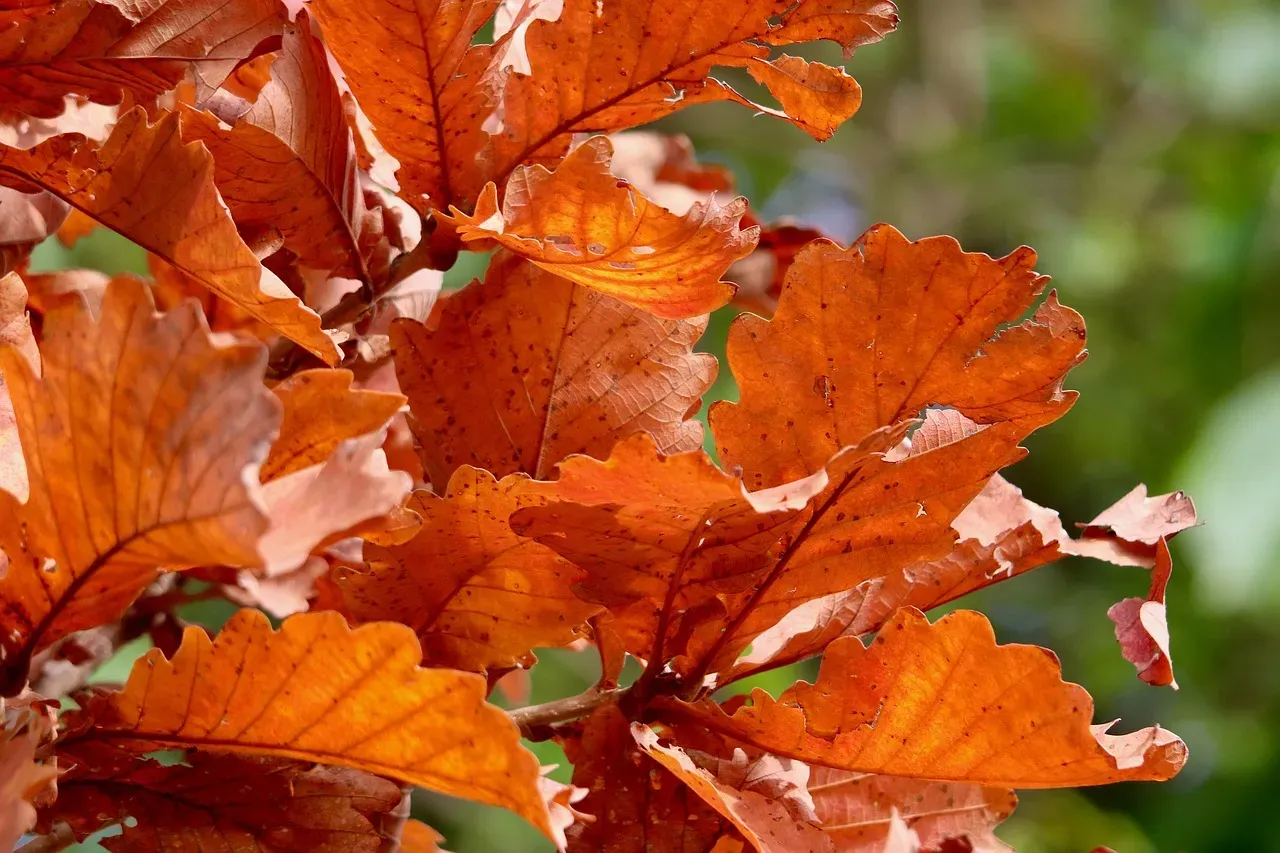 #4: Northern Red Oak (Quercus rubra) (Image Credits: Pixabay)