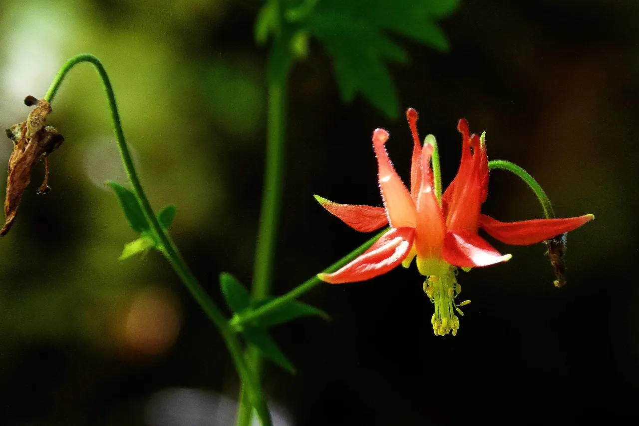 #9 - Native Red Columbine (Aquilegia canadensis): The Woodland Secret (Image Credits: Pixabay)