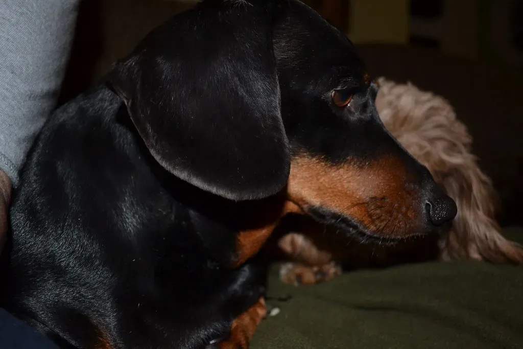 7. Dachshund: The Stubborn Sausage (Image Credits: Flickr)