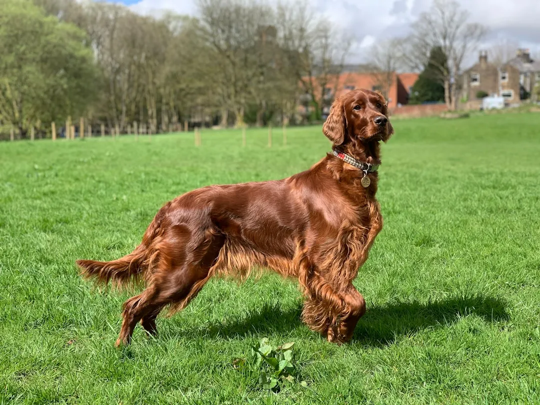 #3 - Irish Setter (From Catalog Cover Star to “Wait, Is That a Mix?”) (Image Credits: Unsplash)