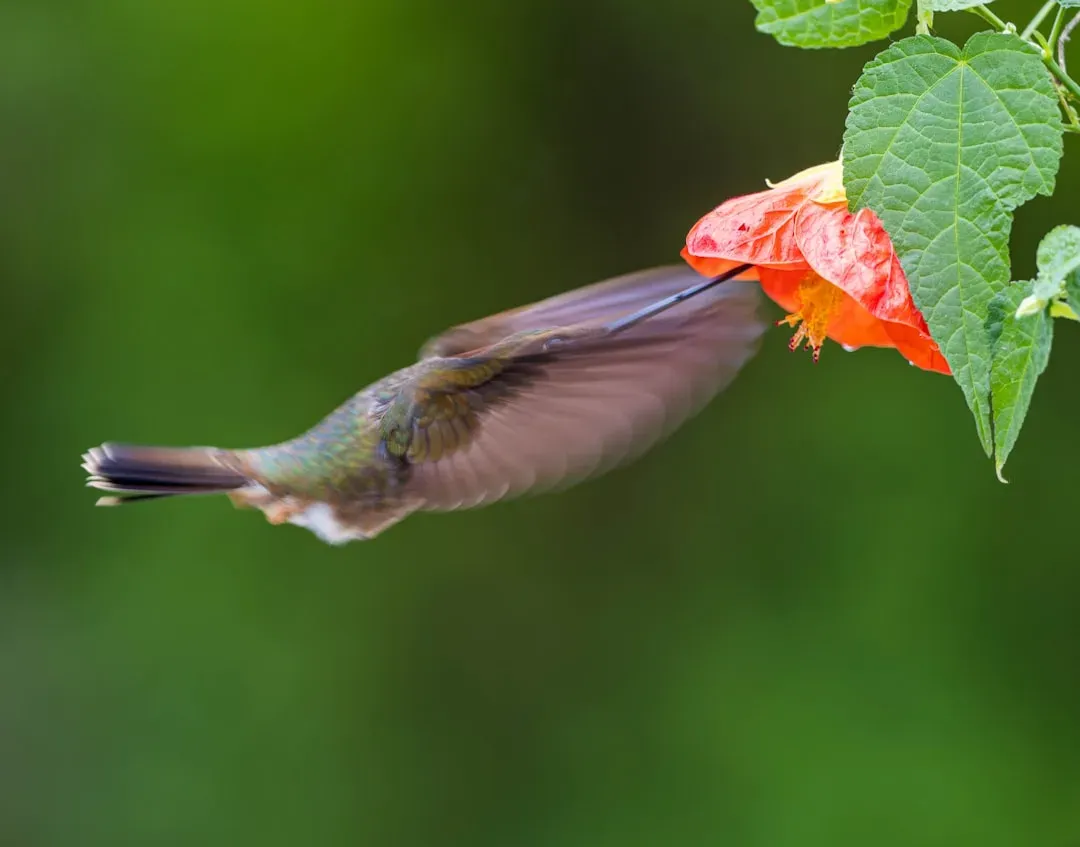 They Can Mimic the Sounds of Other Species (Image Credits: Unsplash)