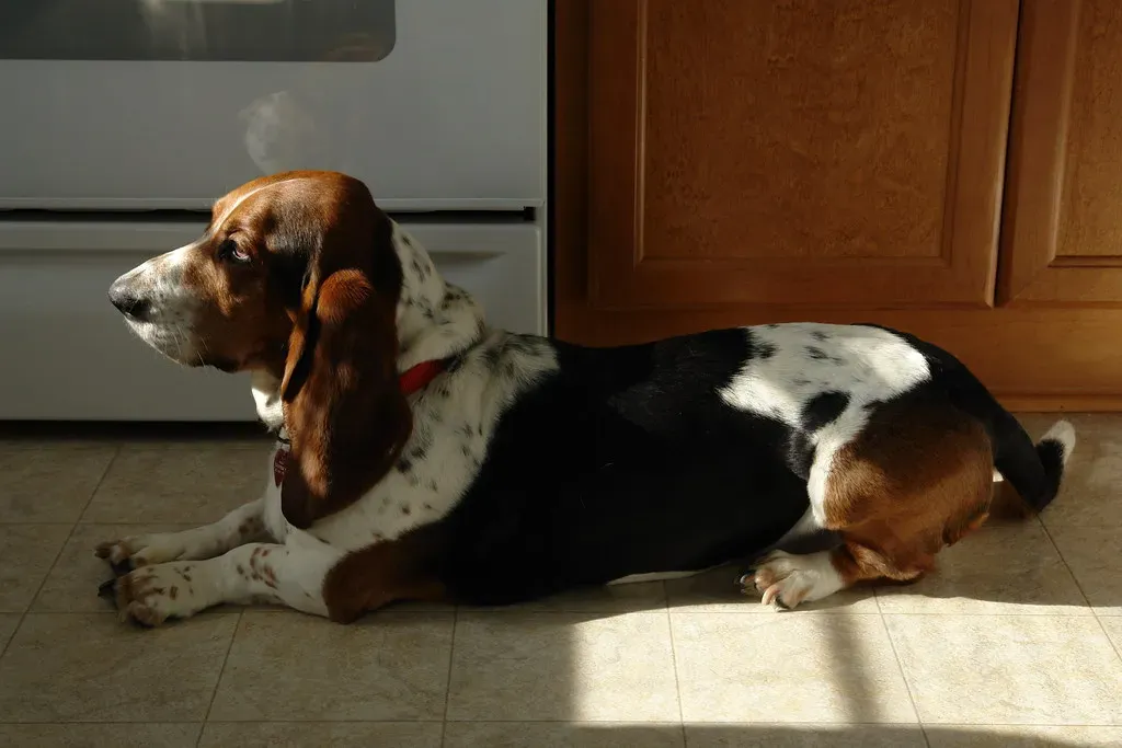4. Basset Hound: The Low-Key Legend (patchattack, Flickr, CC BY-SA 2.0)