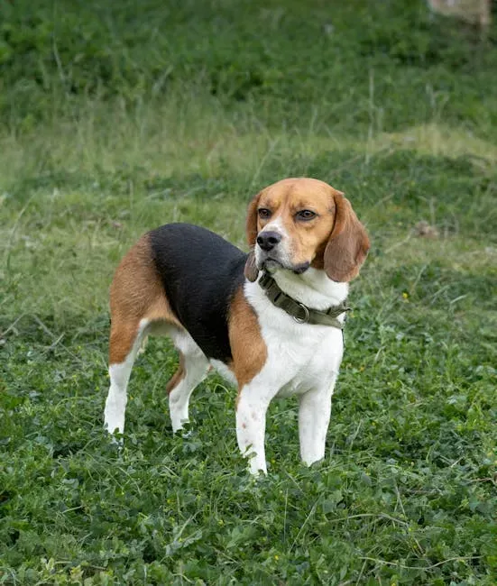 #7. Beagle (Image Credits: Pexels)