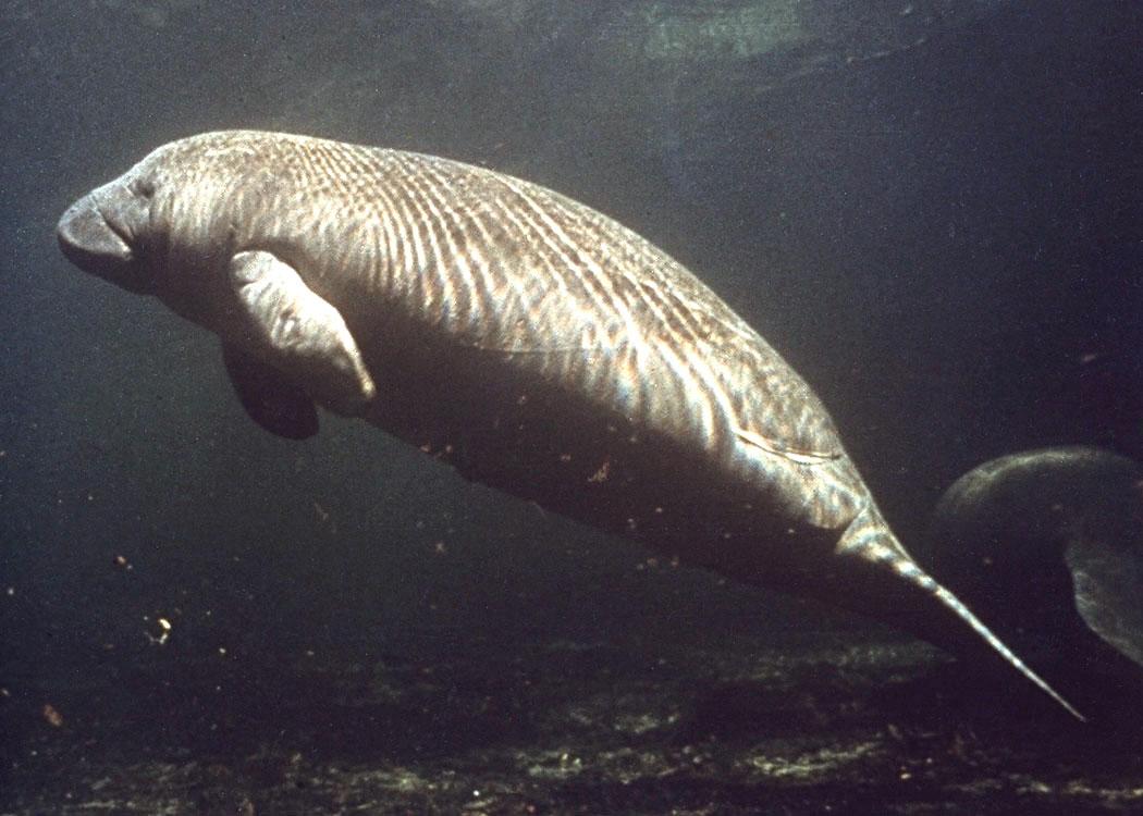 Conclusion: A Species at the Crossroads (Image Credits: Wikimedia)