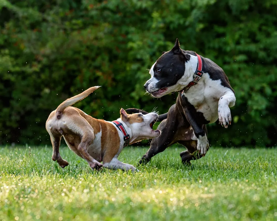 #7 - Former Bait or Fighting Dogs Bonded to Staff (Image Credits: Unsplash)