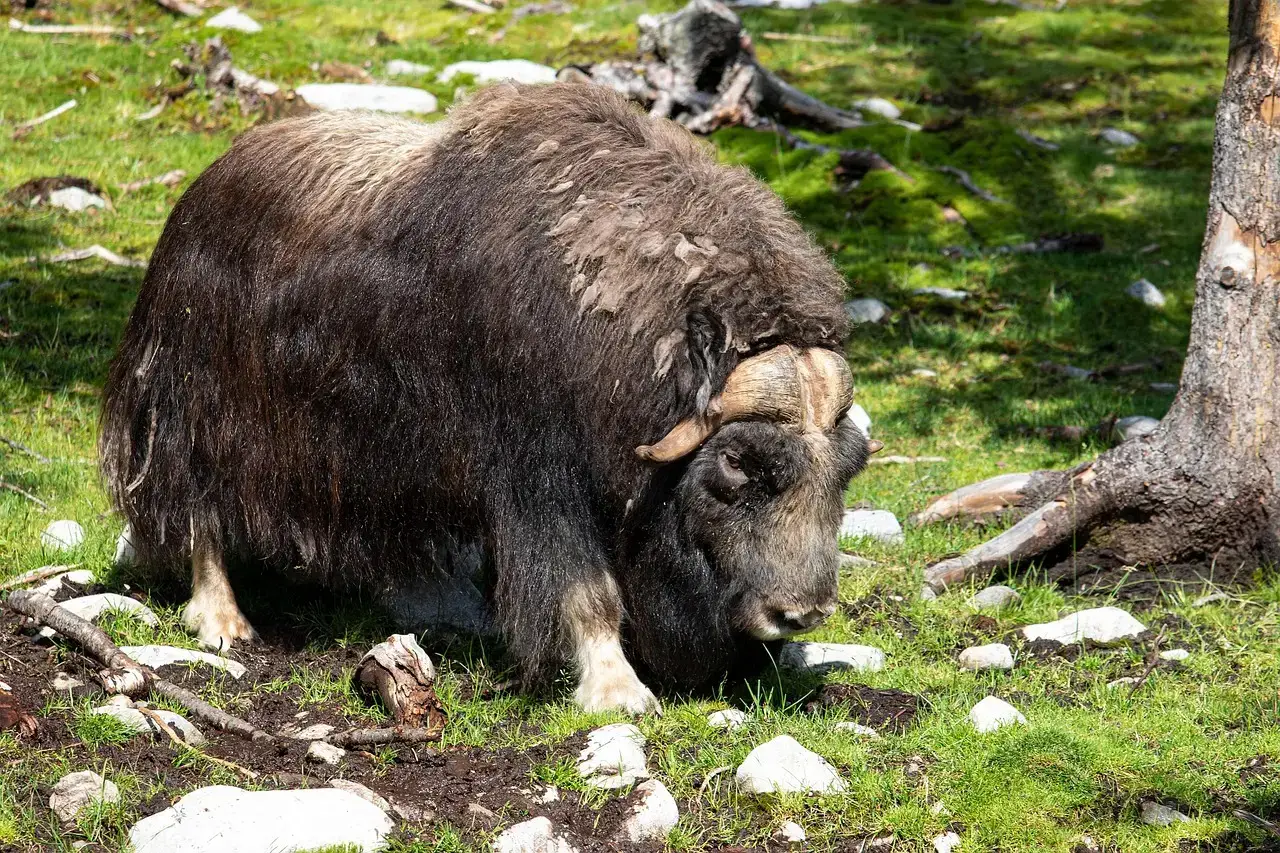 6. The Musk Ox's Wind-Defying Double Coat (Image Credits: Pixabay)