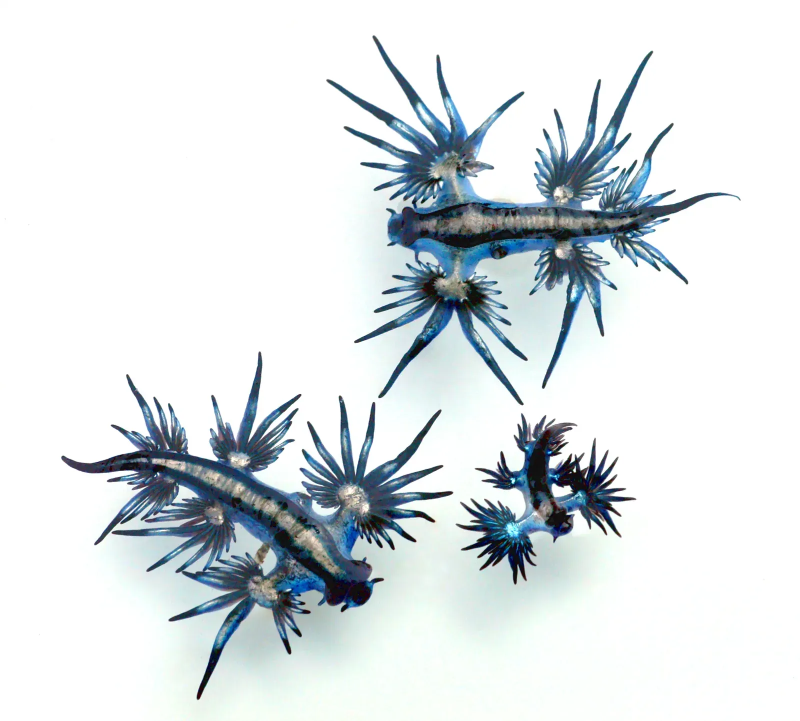 3. Steals and Supercharges Venom from Prey (Blue Sea Slug - Glaucus atlanticus and Glaucus marginatus (the small one)Uploaded by Jacopo Werther, CC BY-SA 2.0)