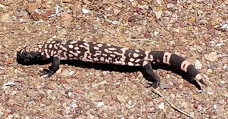 8. The Gila Monster's Fat-Storing Tail (Mark Roeder, Flickr, CC BY 2.0)