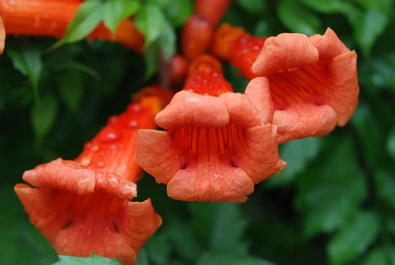 #8 Trumpet Vine (Campsis radicans) (Image Credits: Pixabay)