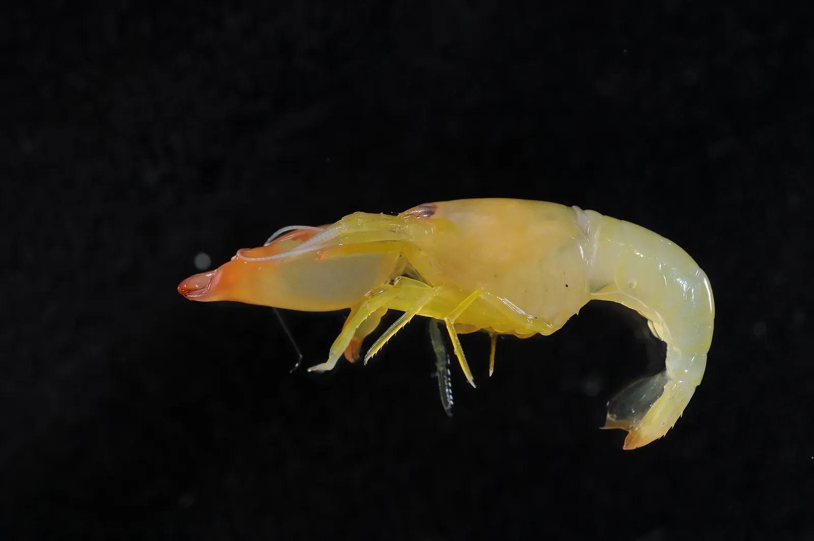 Snapping Shrimp Create Sonic Booms (Image Credits: Wikimedia)