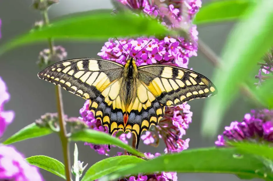 Milkweed: The Monarch's Only Home (Image Credits: Pexels)