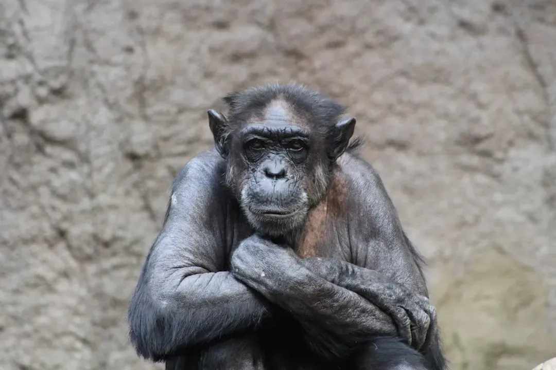 #14 - Chimpanzees (Image Credits: Unsplash)