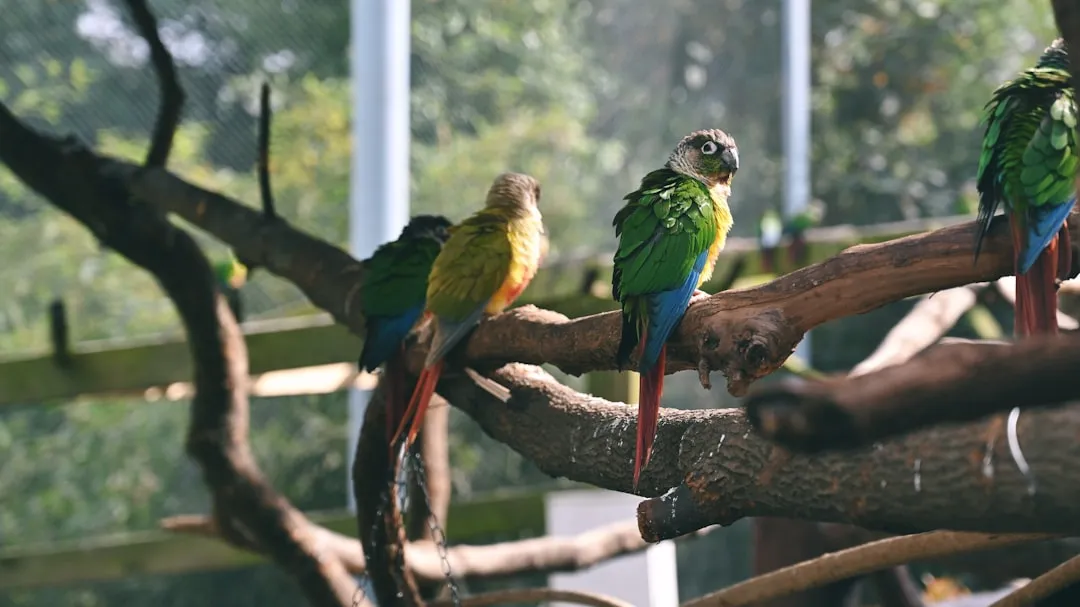 #10 - Green-Winged Macaws: Mourning in Pairs (Image Credits: Unsplash)