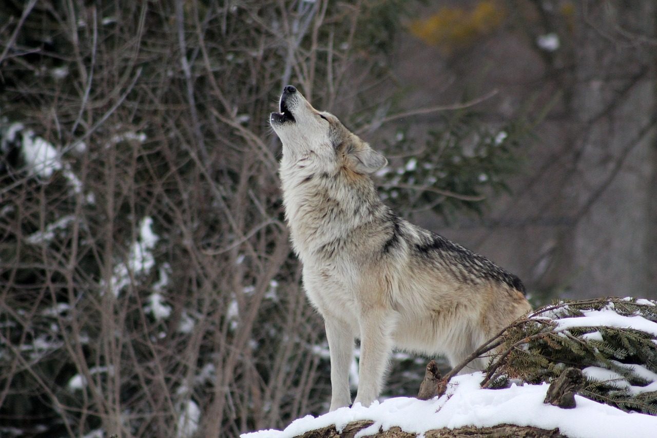 The Wolf: Teacher of Loyalty and Pack Wisdom (Image Credits: Pixabay)