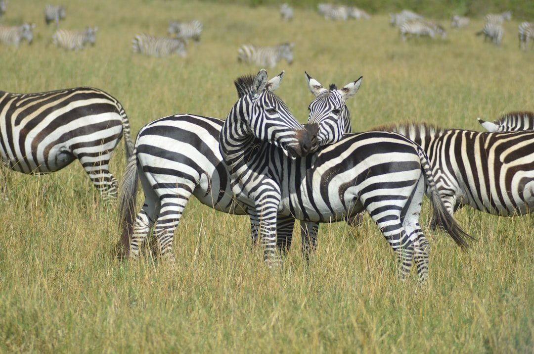 The Future of Zebra Stripe Research (Image Credits: Unsplash)