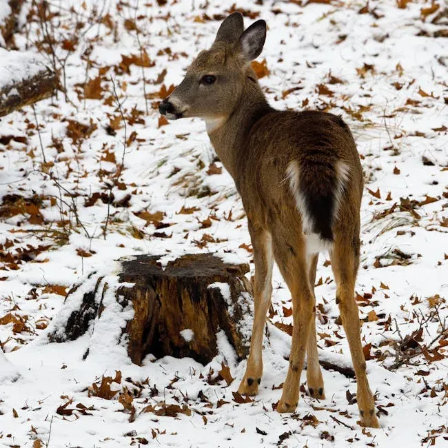 Scent Marking: The Forest's Invisible Bulletin Board (Image Credits: Pexels)