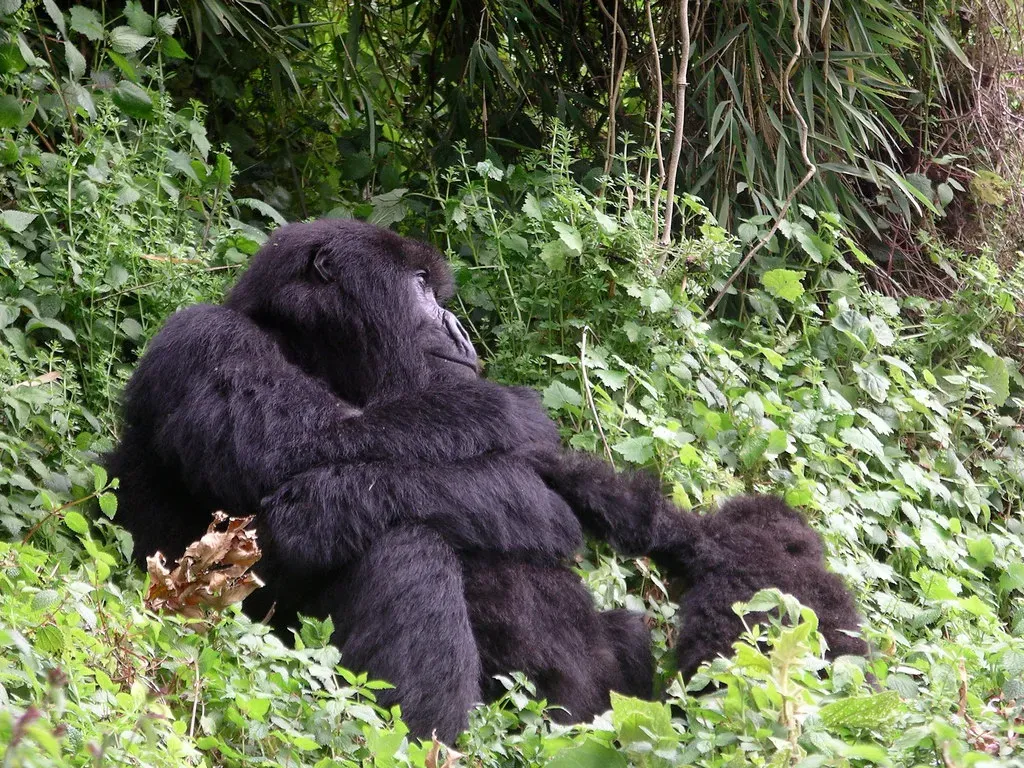 Columbus Zoo and Aquarium: Gorilla Royalty and Beyond (Image Credits: Flickr)