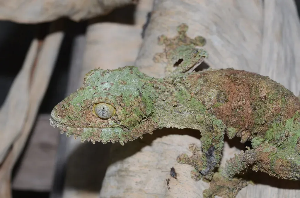 Mossy Leaf-Tailed Geckos Become the Tree Itself (Image Credits: Flickr)