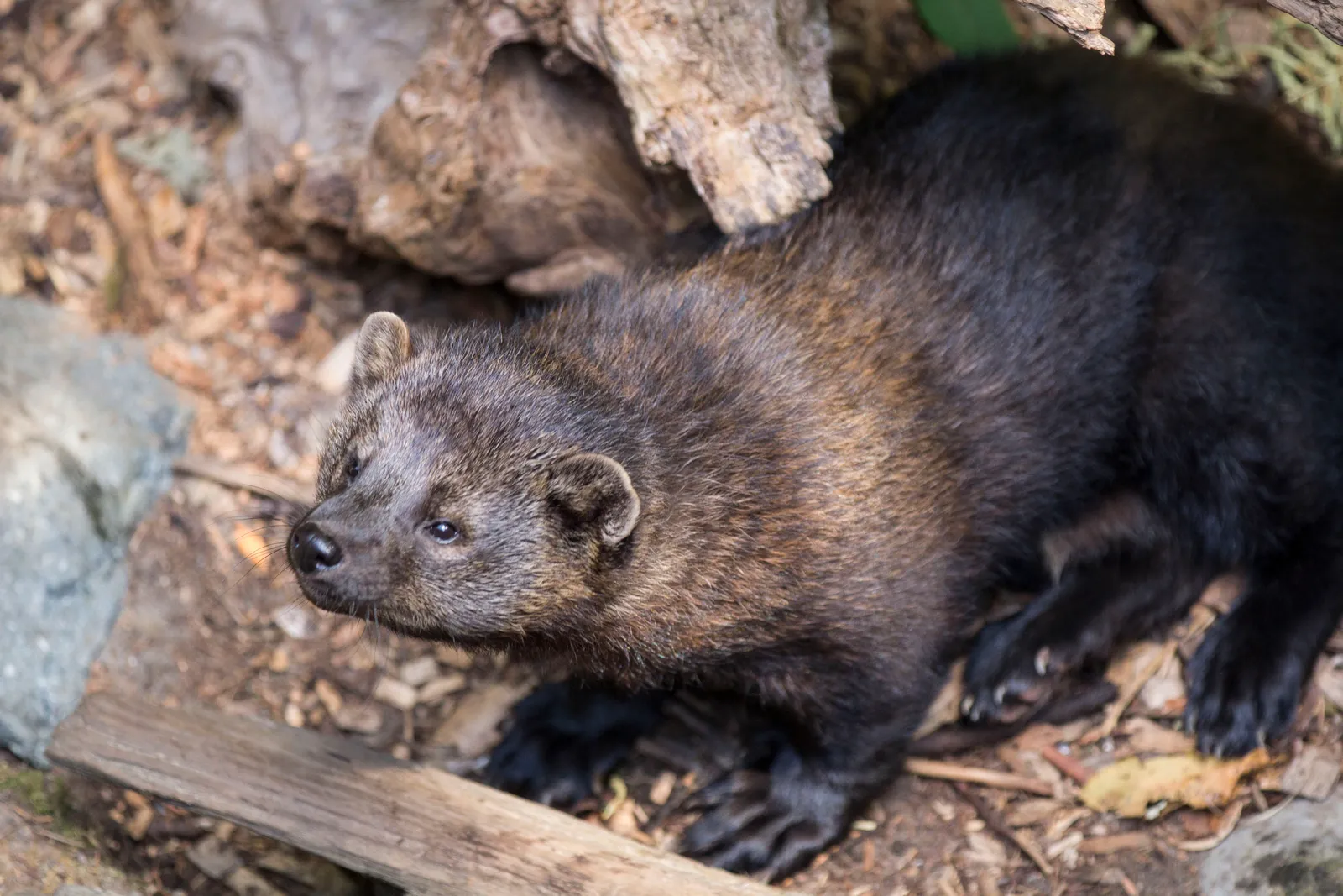 4. Changing Attitudes Toward Predators Opened the Door (Fishers, Public domain)