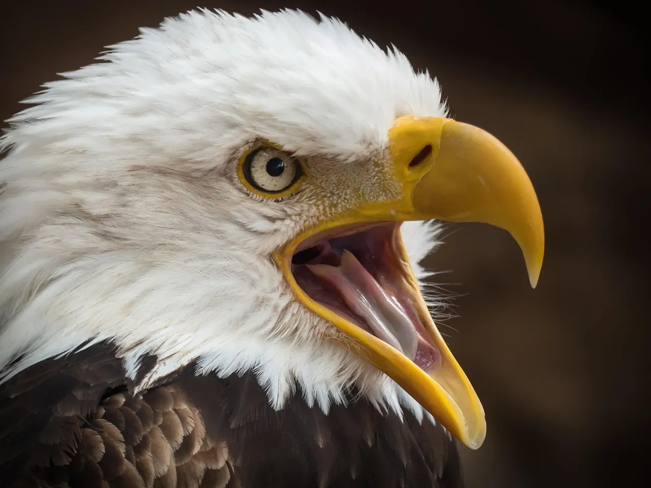 Leo: The Bald Eagle Demanding Recognition (Image Credits: Pixabay)