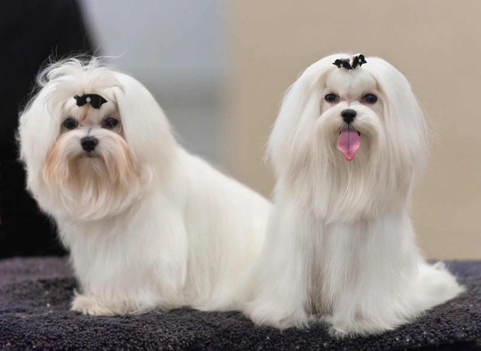 #12 - Maltese: Featherweight Dog, Heavy on Attachment (Flickr: AKC Fall Dog Show 2013, CC BY 2.0)