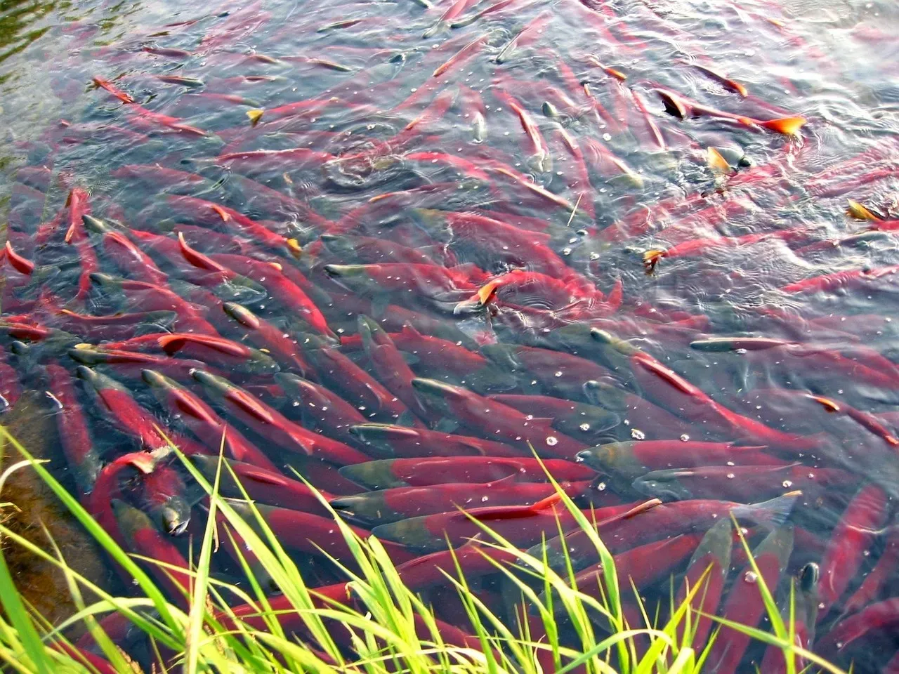 Pacific Salmon Runs: Nature's Most Dramatic Homecoming (Image Credits: Pixabay)