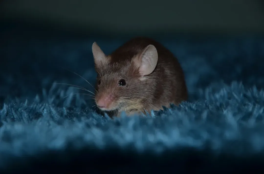 Rat (Image Credits: Unsplash)