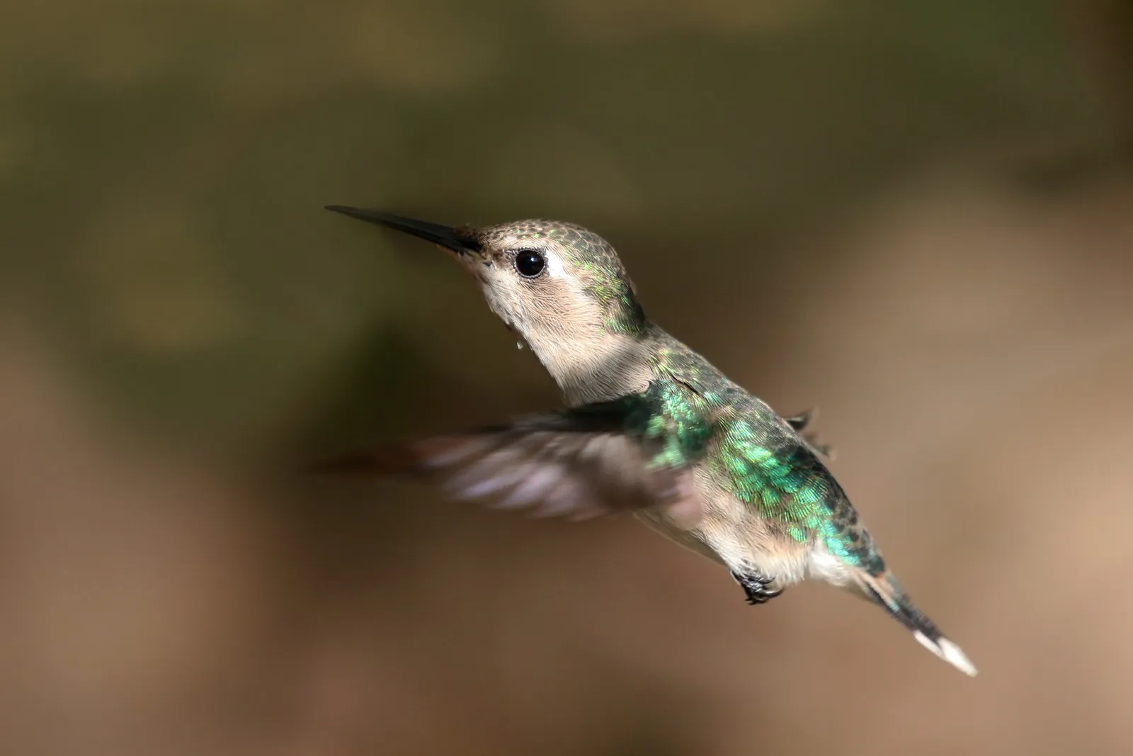 #2 - Flying Backwards on Purpose (Own work, from Sharp Photography, sharpphotography, CC BY-SA 4.0)