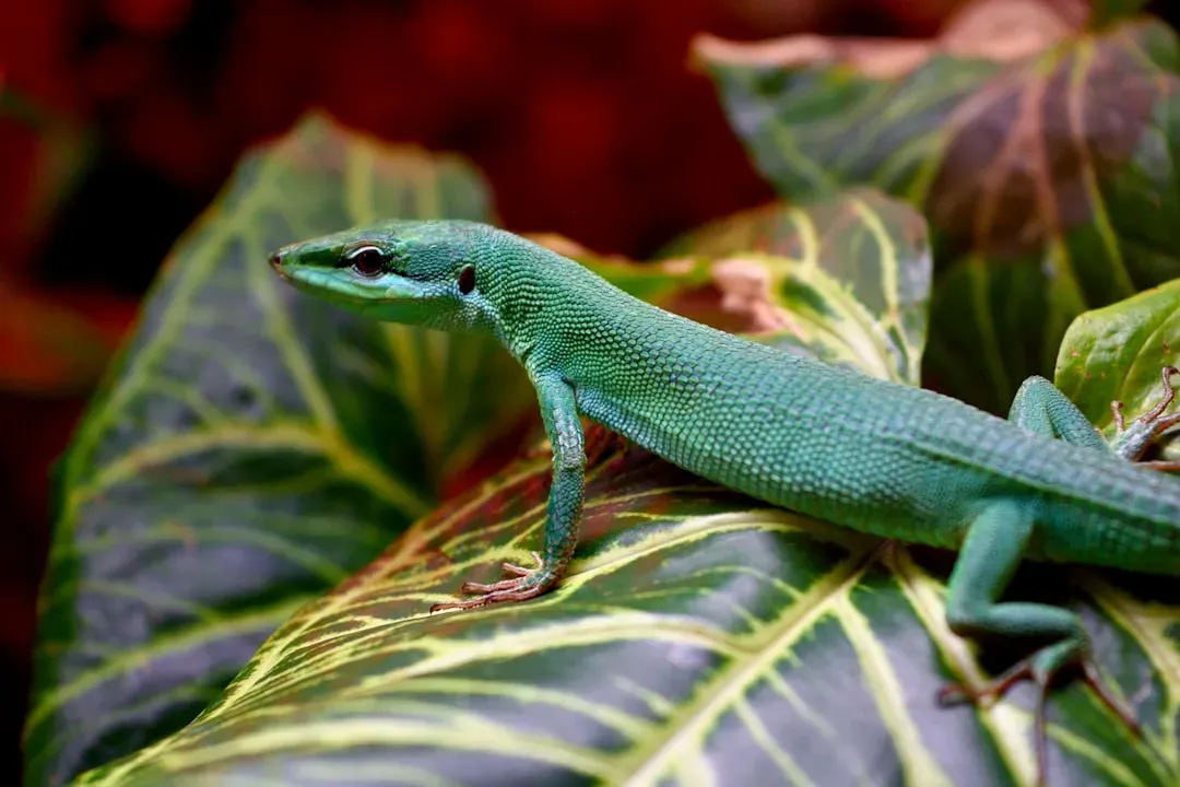 Anole Lizards: The Overlooked Color-Changing Champions (Image Credits: Unsplash)