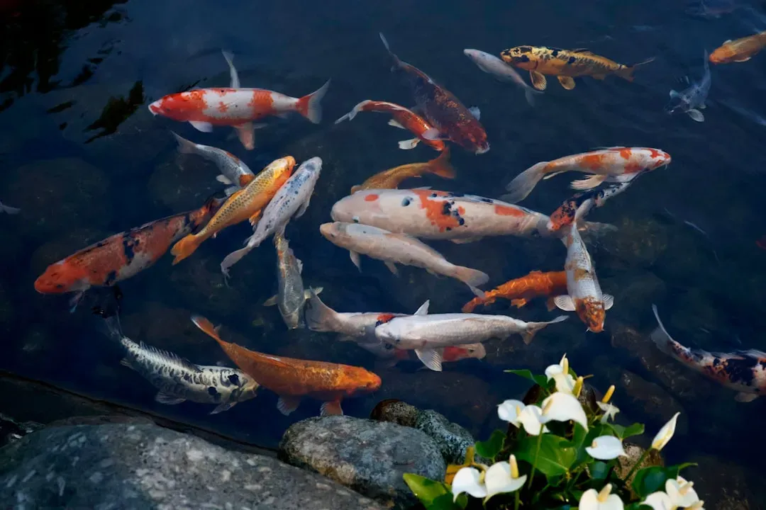 Koi Fish: Colorful Centenarians (Image Credits: Unsplash)