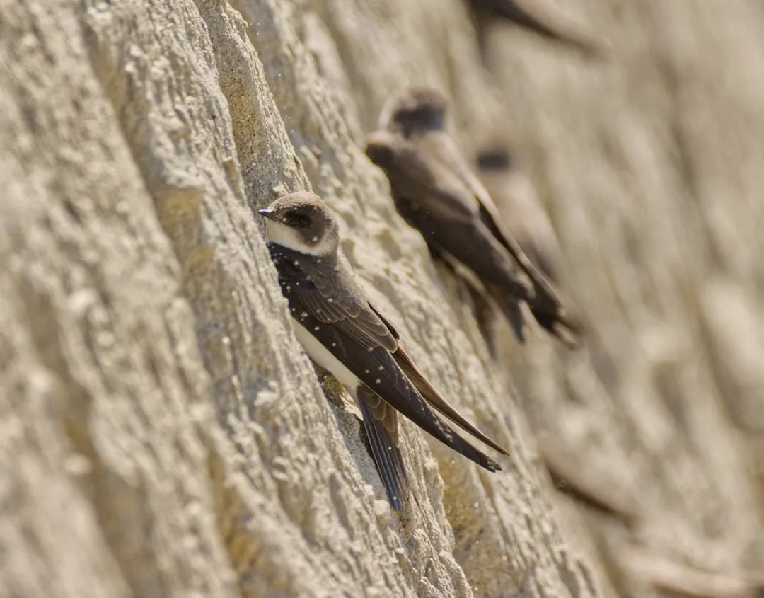 8. Sand Martin (Bank Swallow): River Acrobat With Serious Staying Power (Image Credits: Unsplash)