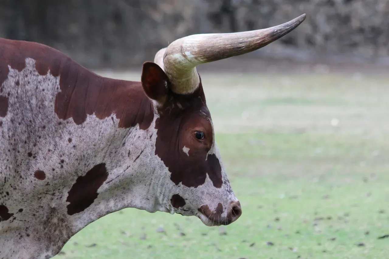 #3 Taurus: Grounded Energy That Animals Recognize (Image Credits: Pixabay)