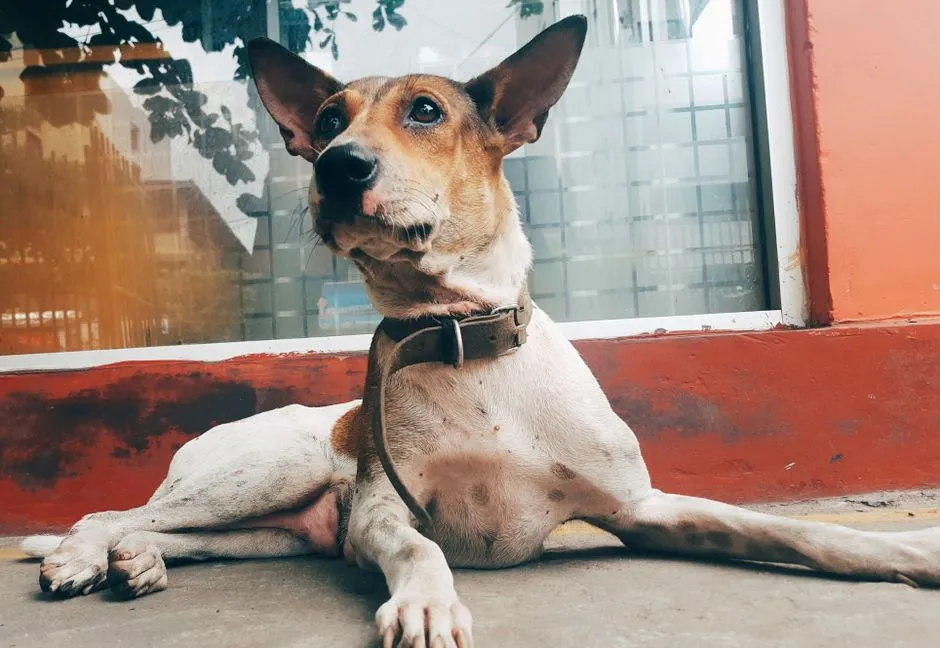 #2 - They Relax When You Sit Down (Image Credits: Pexels)