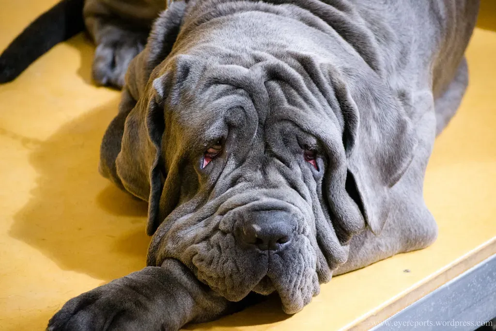 #12 - Neapolitan Mastiff (gomagoti, Flickr, CC BY-SA 2.0)