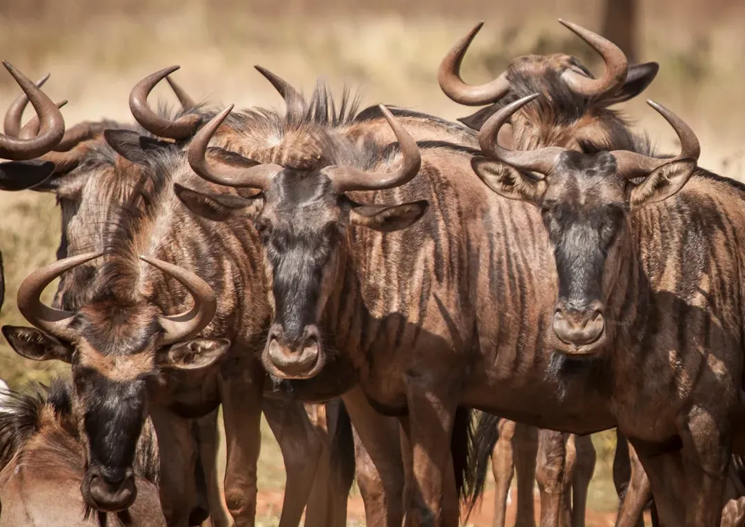 7. Towering Size with Horned Might (Image Credits: Unsplash)