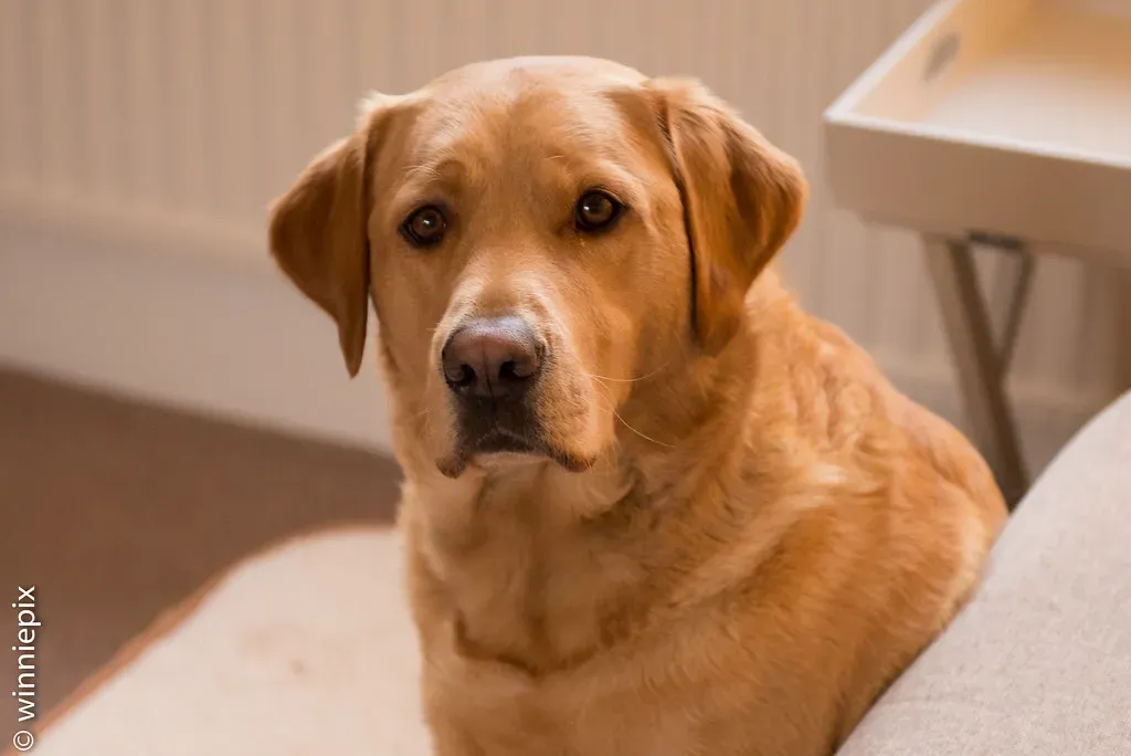 2. They Give You the Softest Eyes in the Room (Winniepix, Flickr, CC BY 2.0)