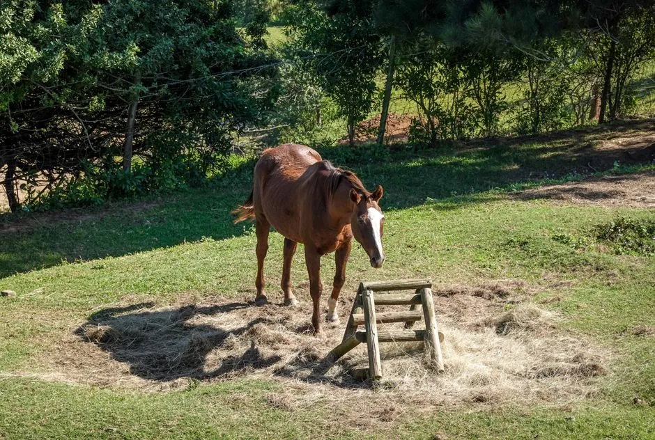 Lack Of Curiosity In New Objects Or Environments (Image Credits: Pexels)